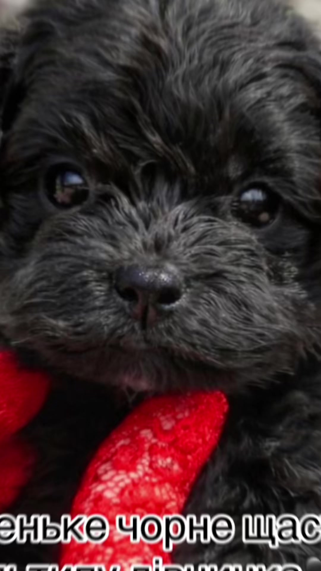 @toypoodlemaltipoo_puppie