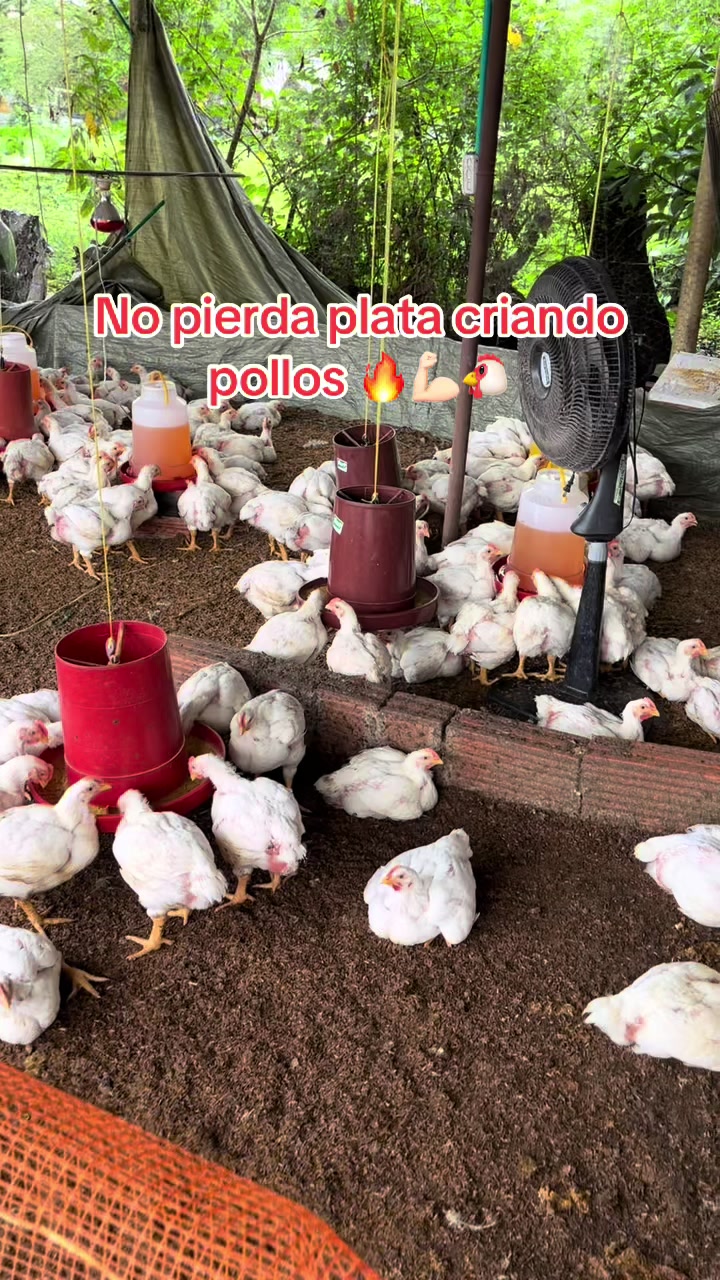 @elmagnatedelospollos