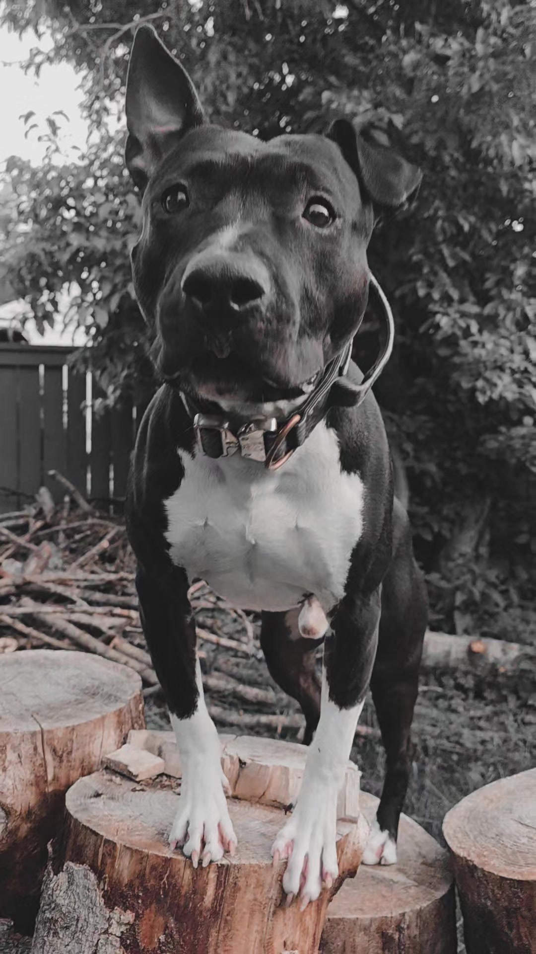 @RaisingHell.Hounds🇨🇦