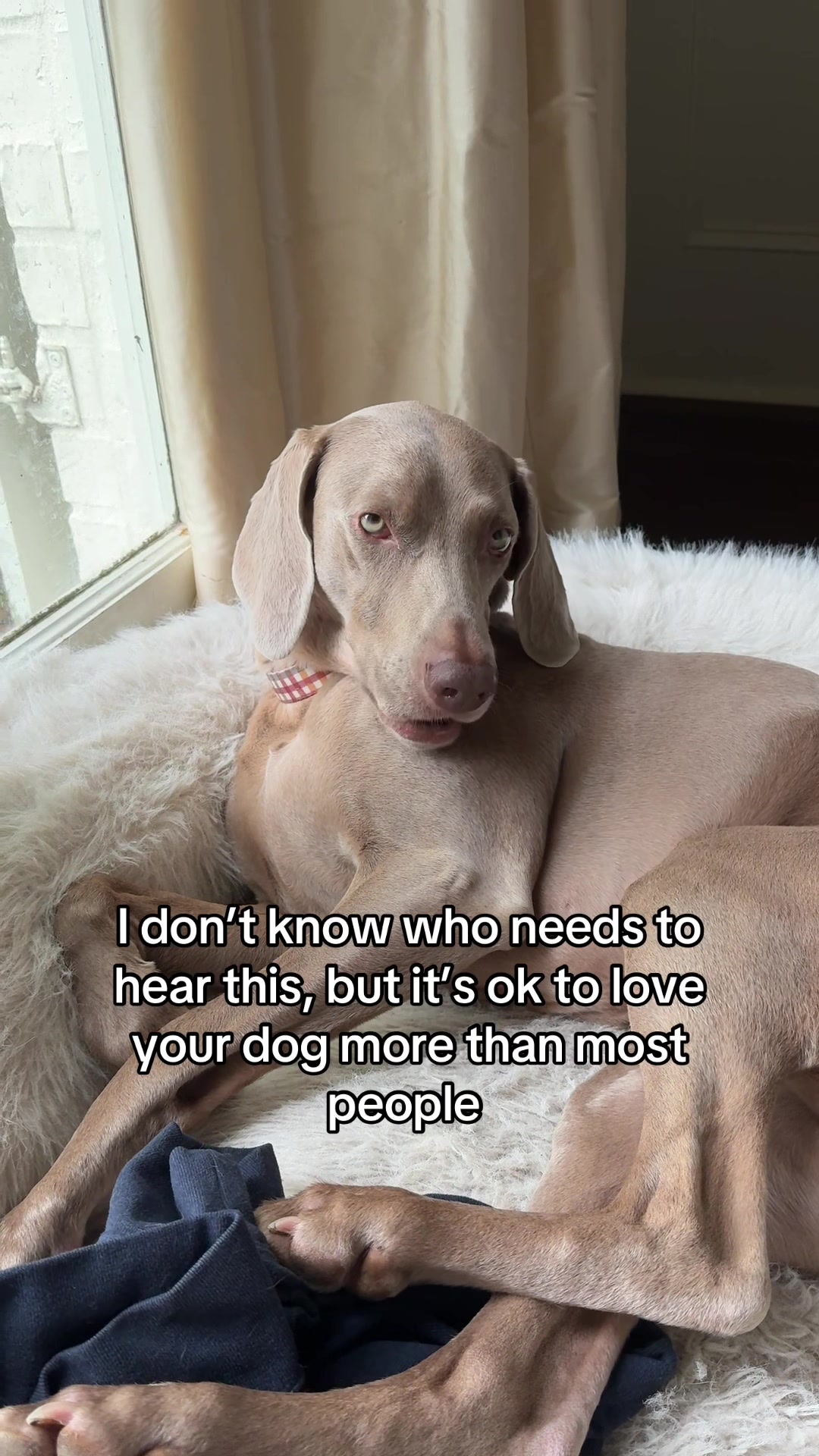 @Zoey the Weim
