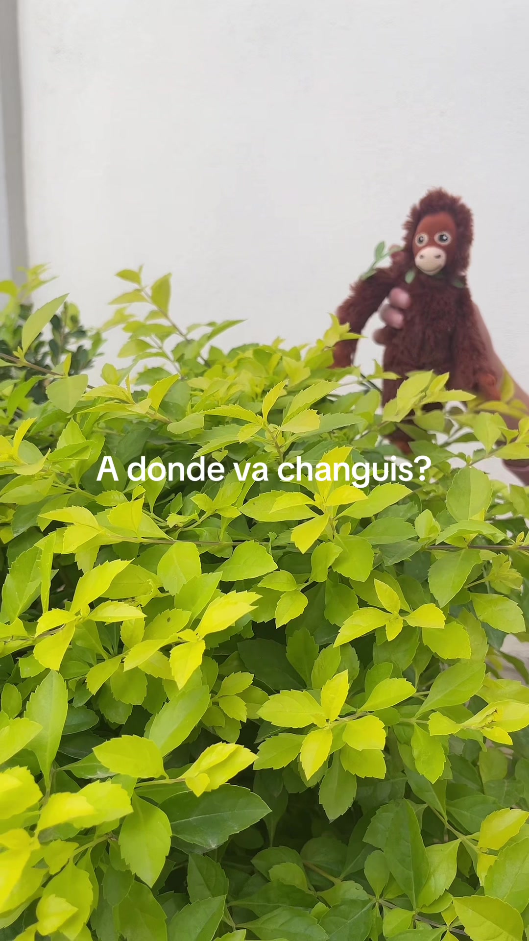 @changos_con_piojos