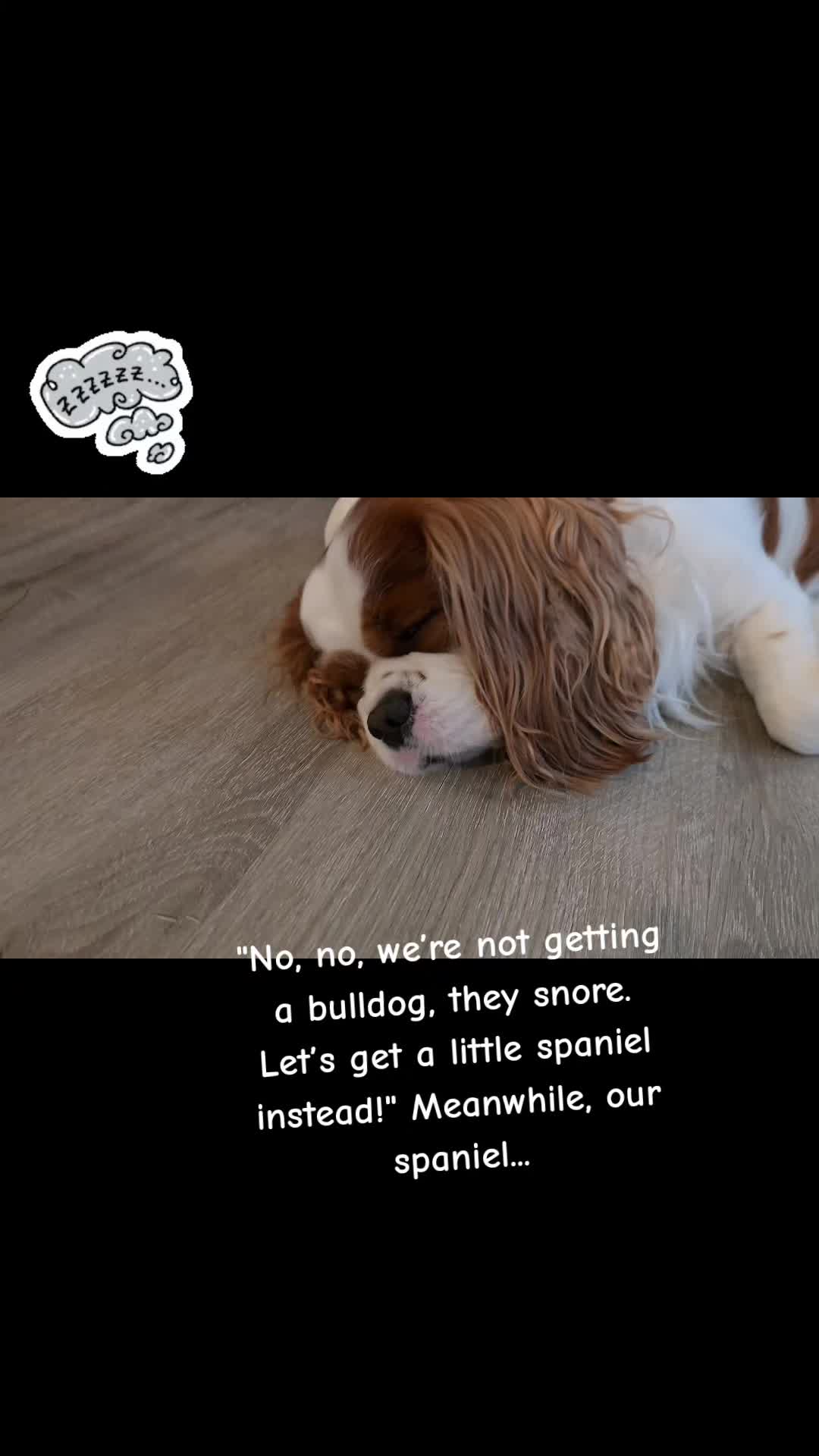 @Rocky Cavalier King Charles