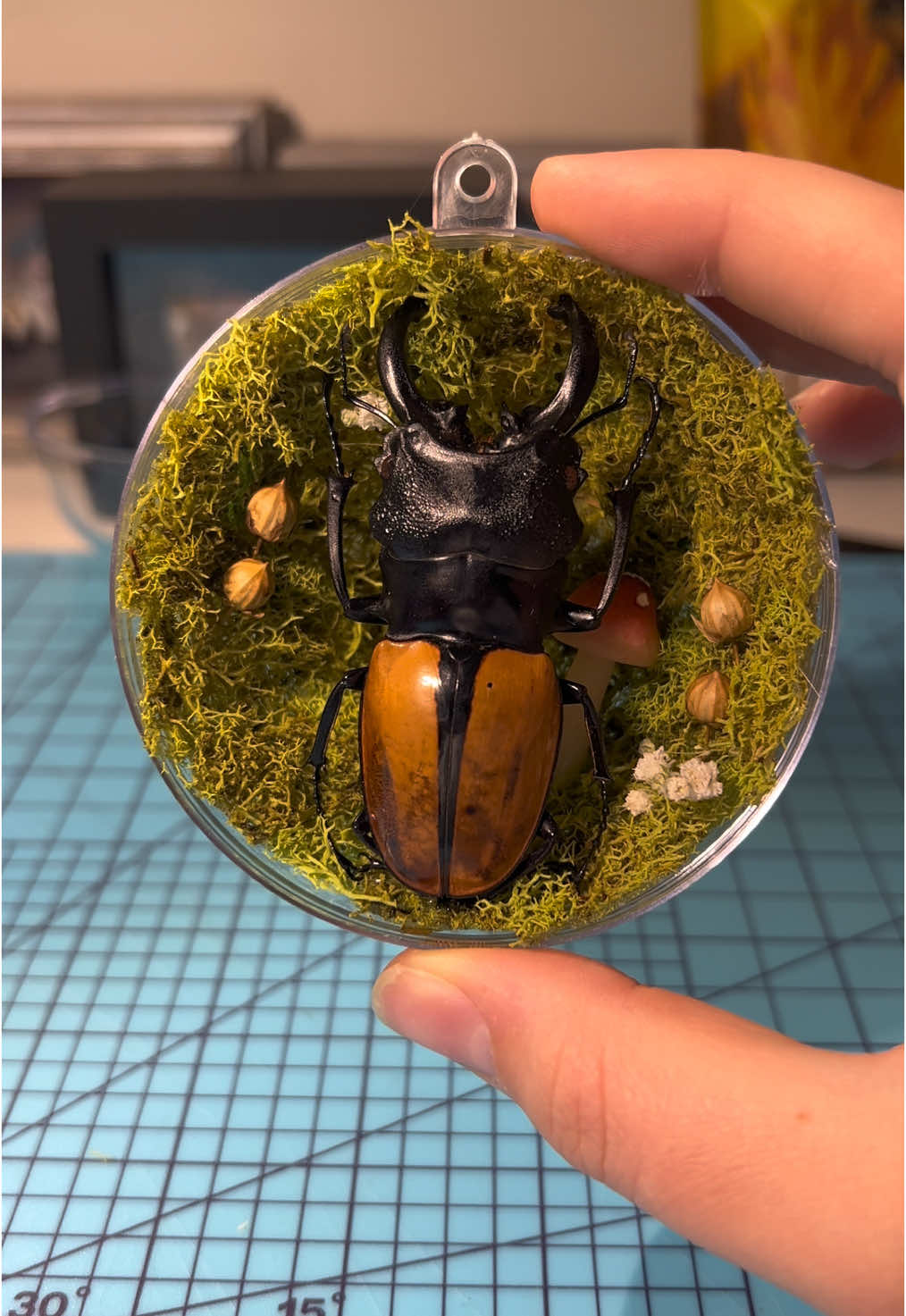 @FernsBugs