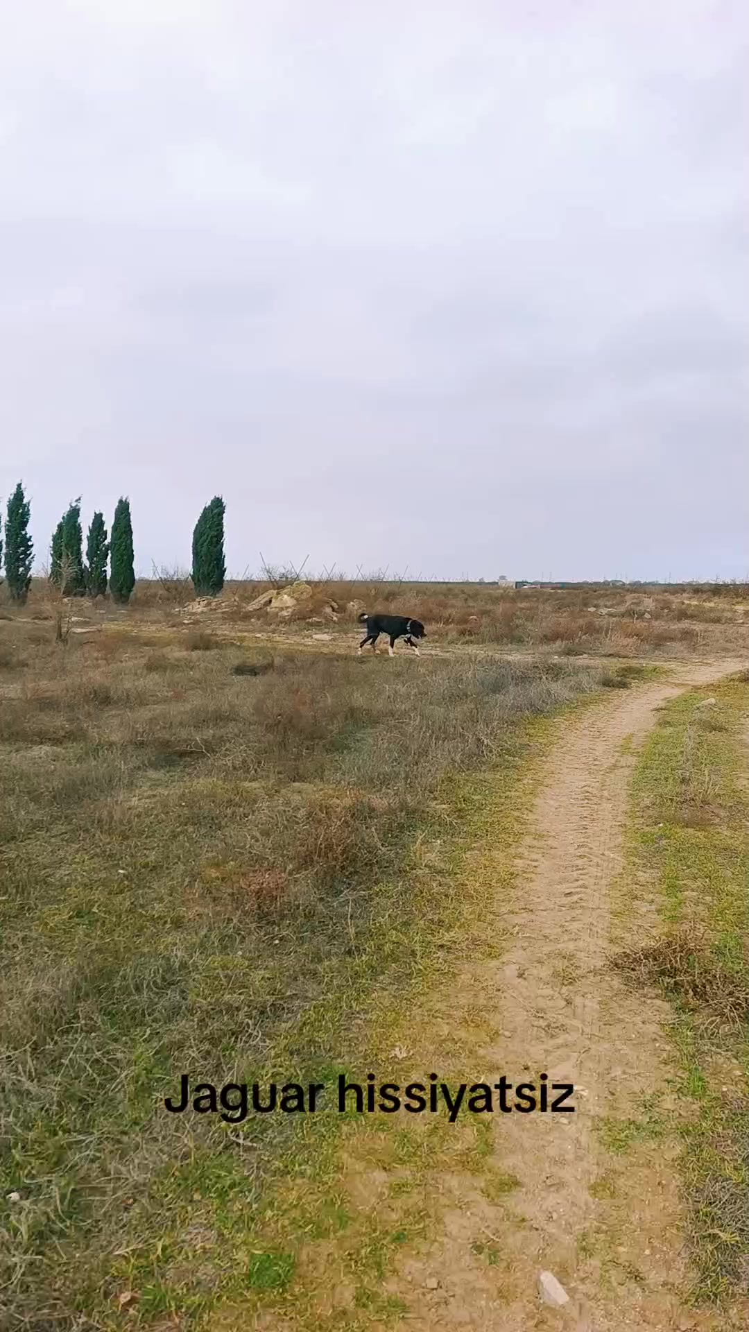 @Yaquar