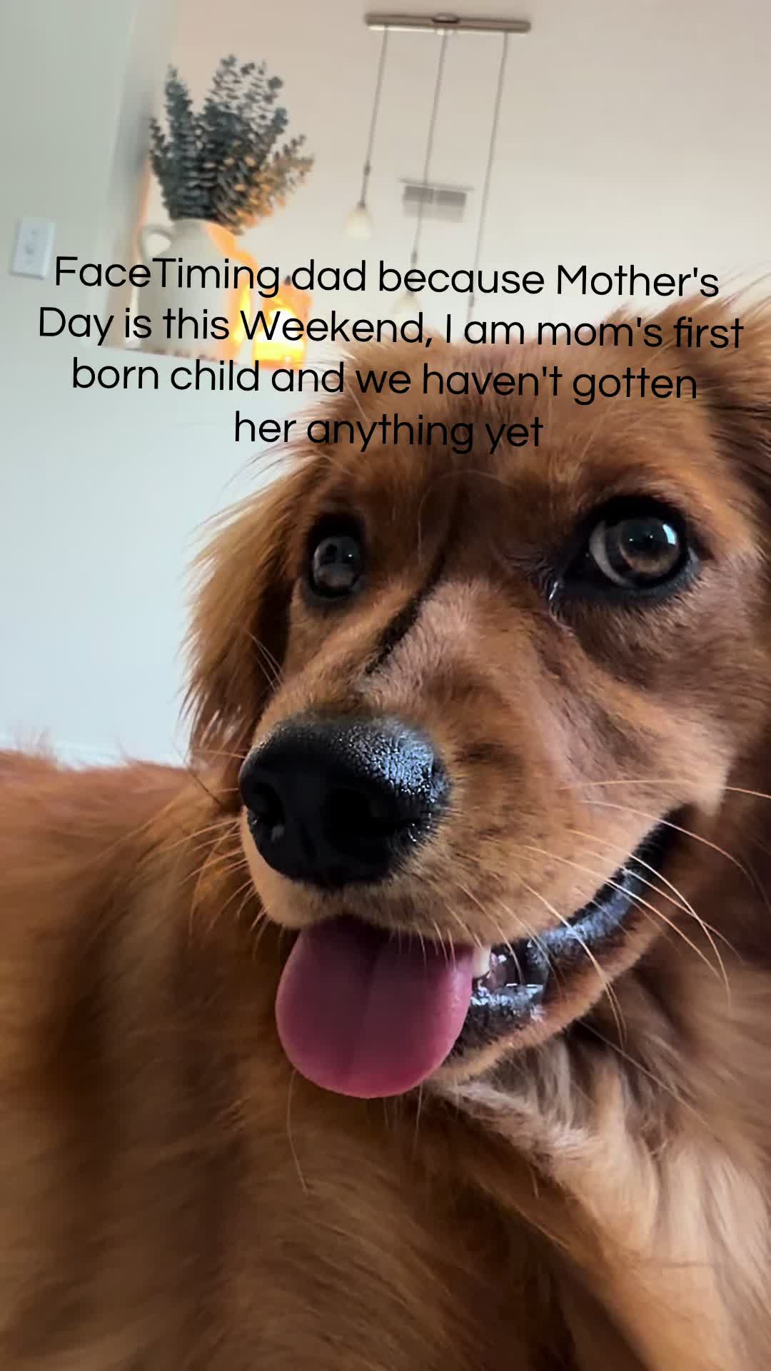@Sage | Mini Golden Retriever