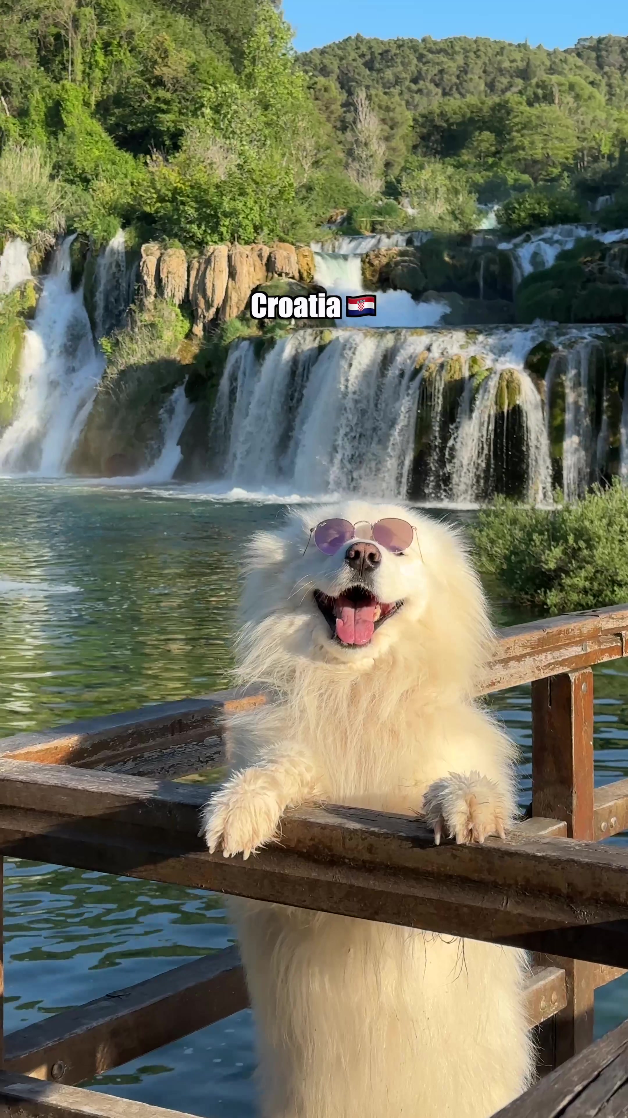 @wanderlust_samoyed