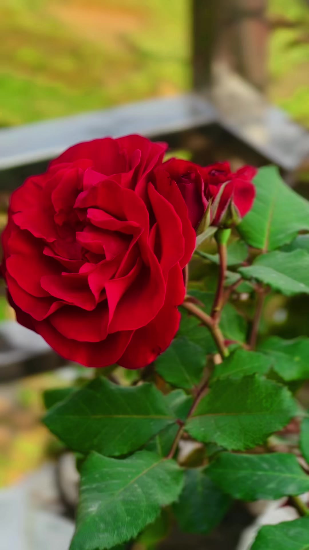 @Smriti_thapa678