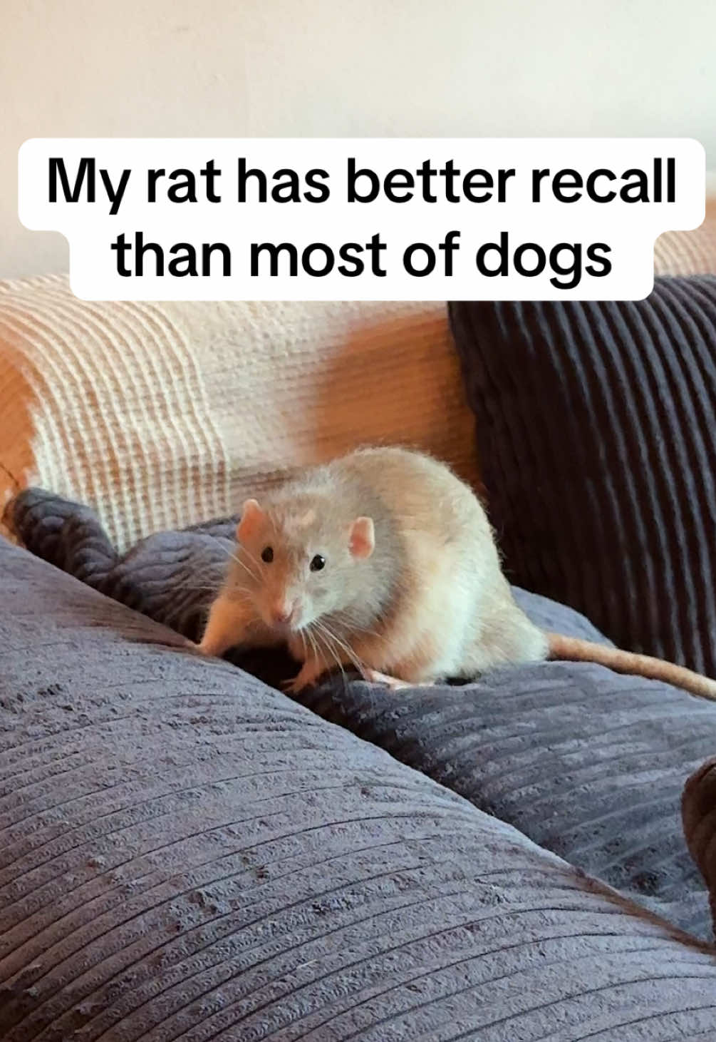 @Roxy’s rats