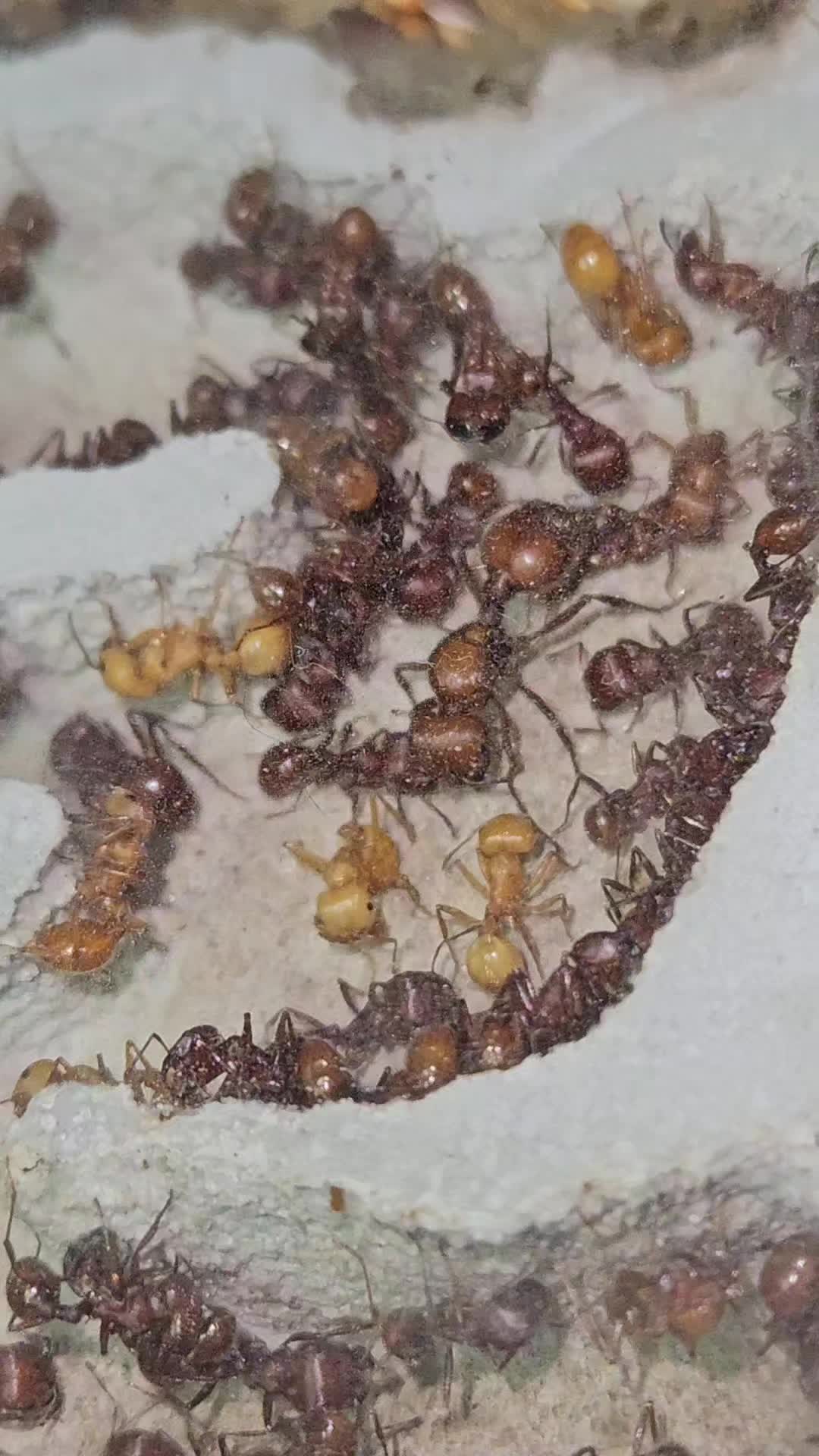 @Aaron's Ants