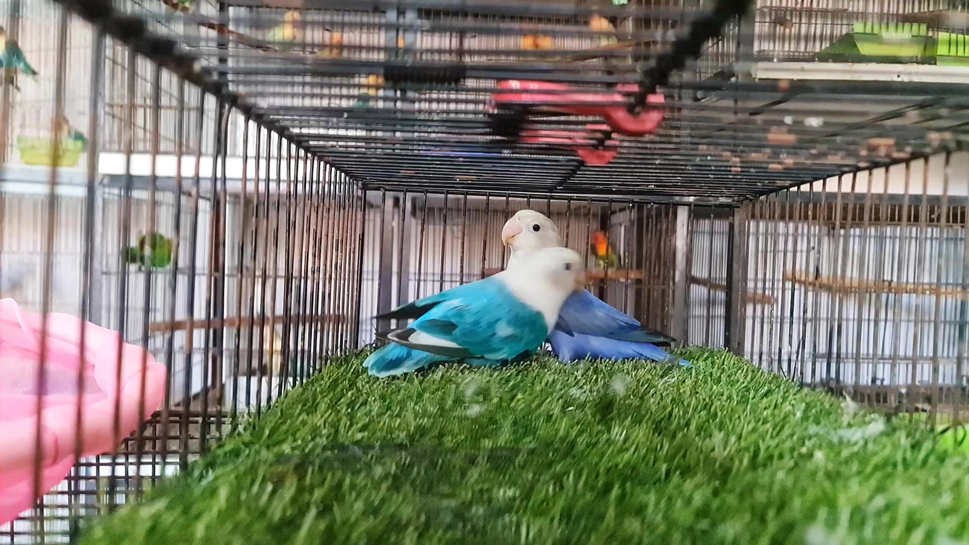 @ROYAL BIRD US