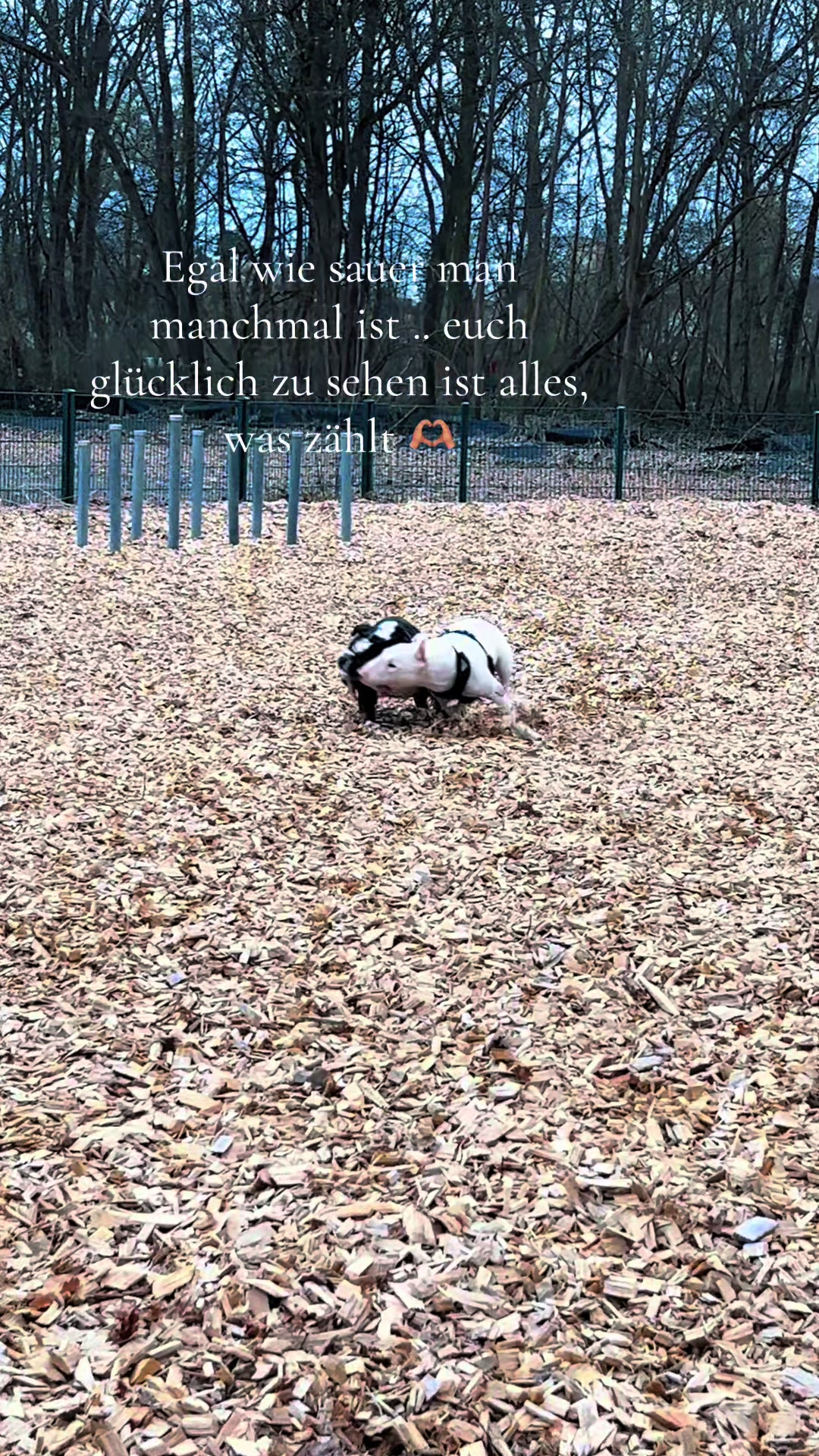 @Rumpelstilzchen