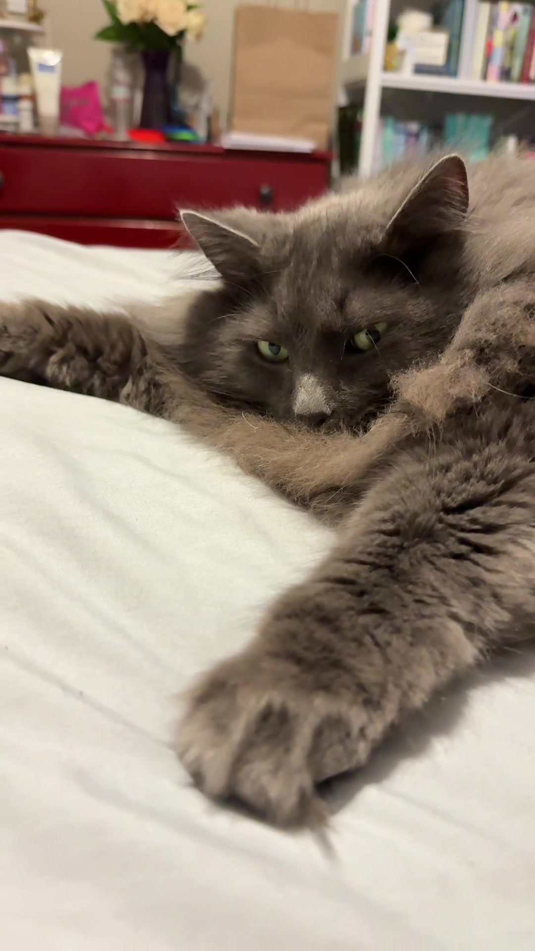 @TitoNTati 🐾