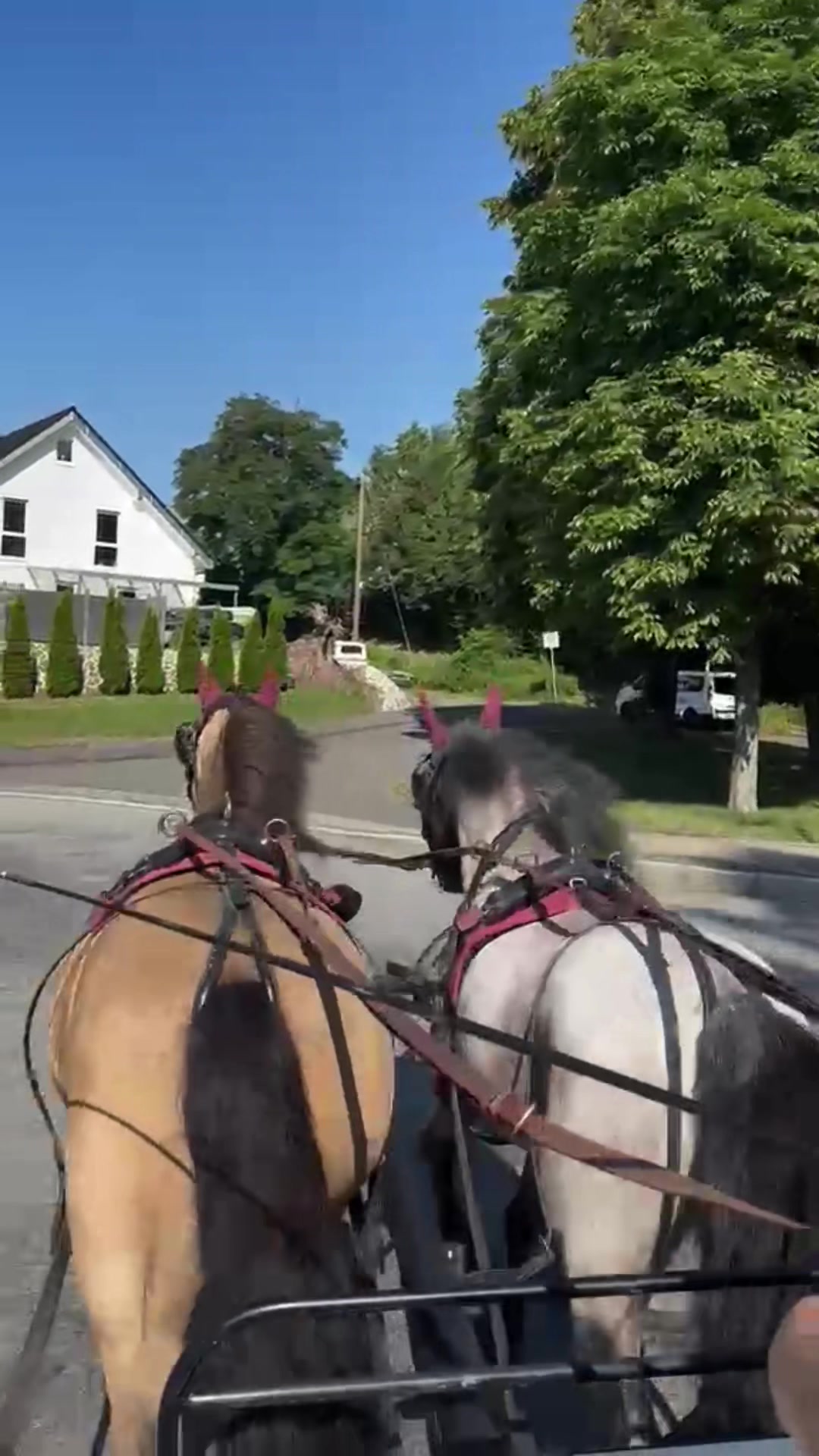 @Sarah and her Ponys and dogs