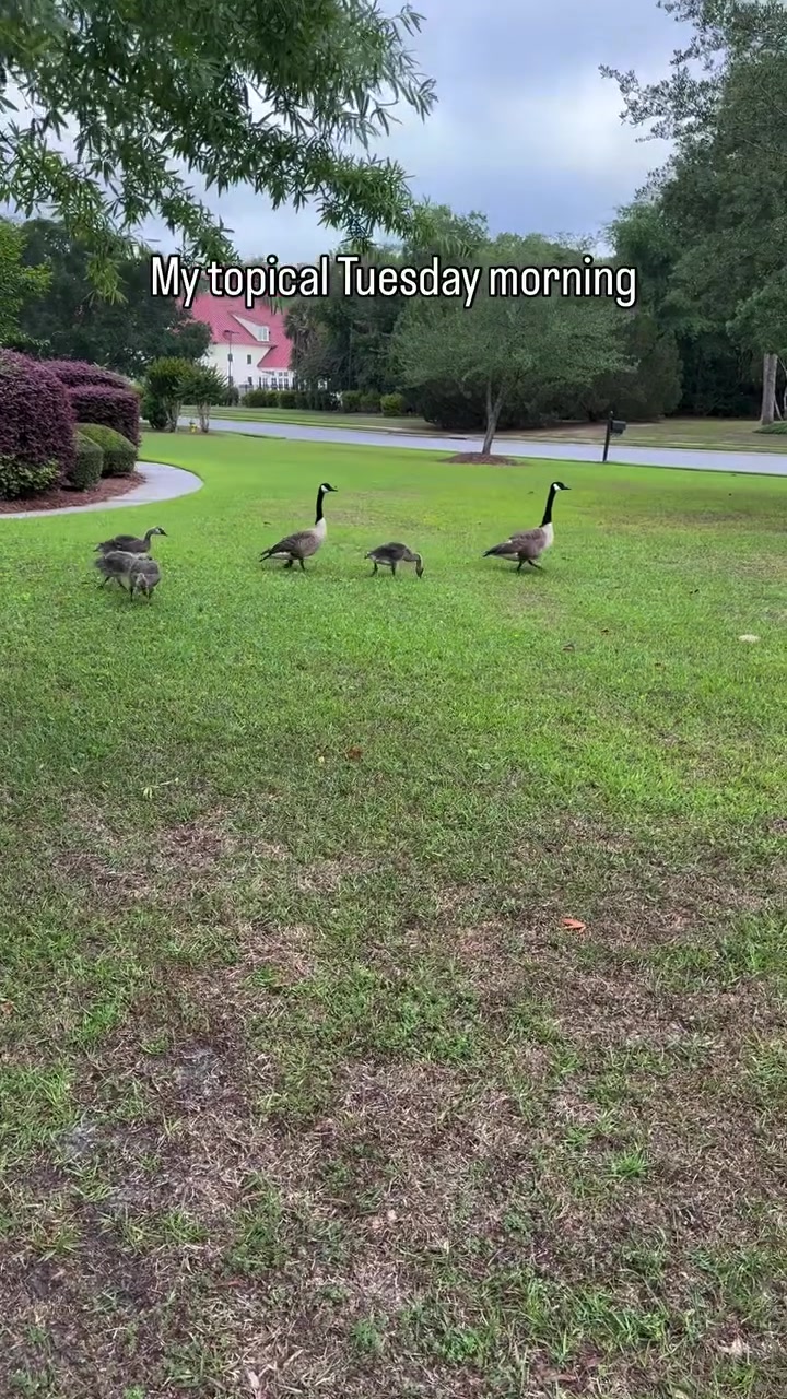 @Blades of Grass Lawn Care