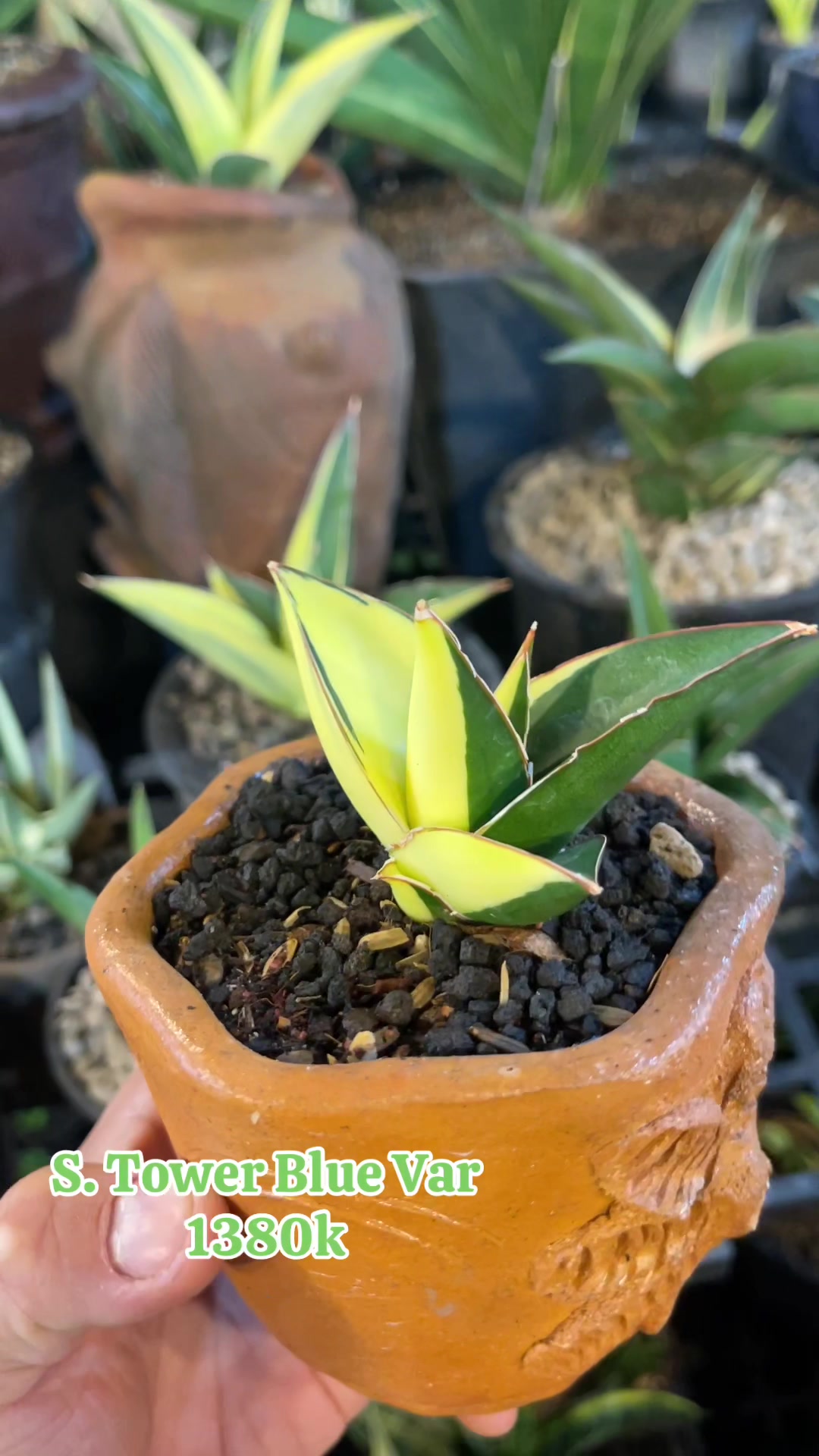@The Sansevieria Farm