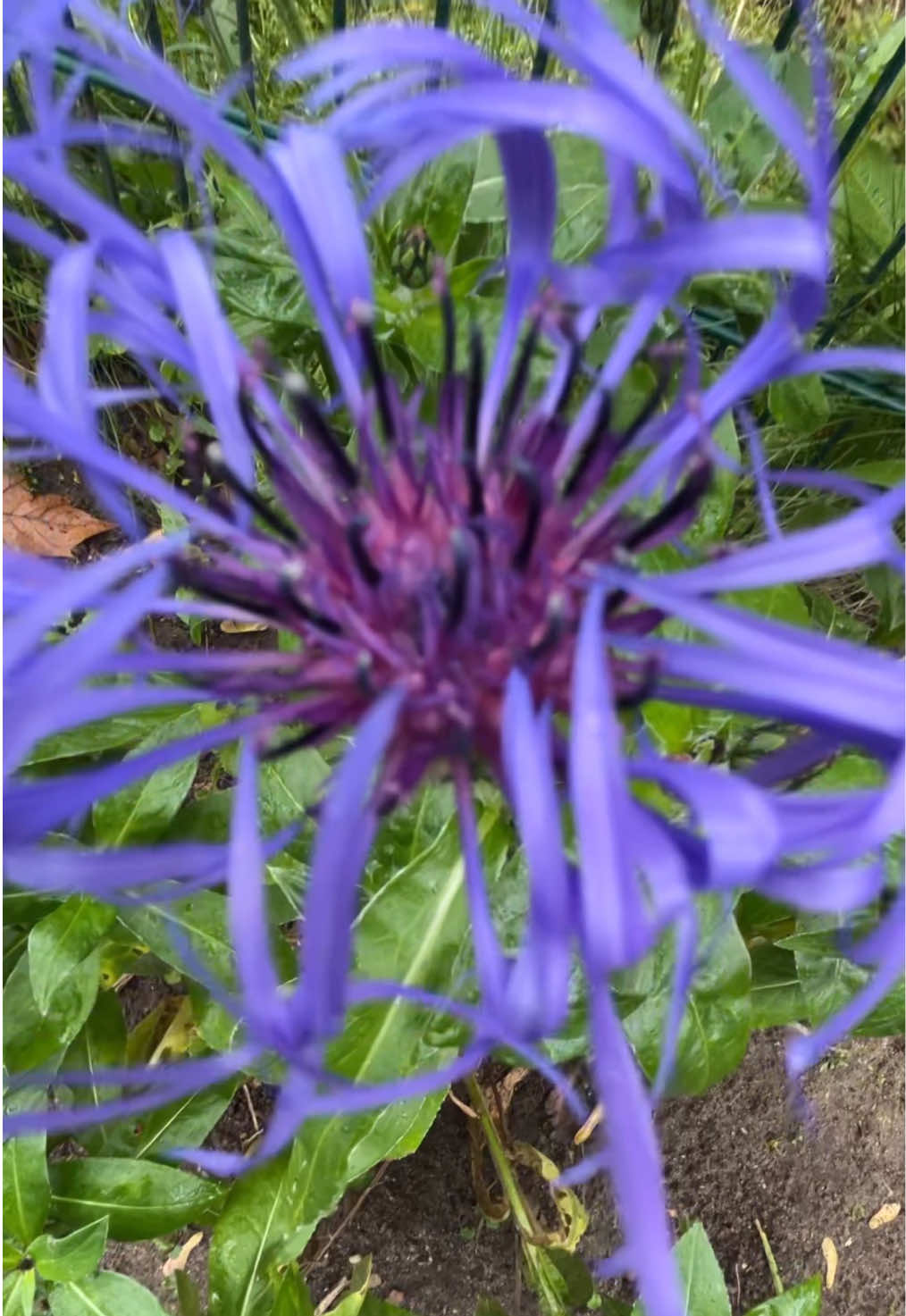 @lauranichts ✩࿐࿔
