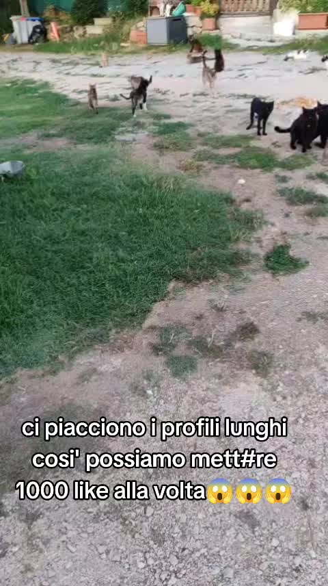 @ELETTRA BOLOGNIN