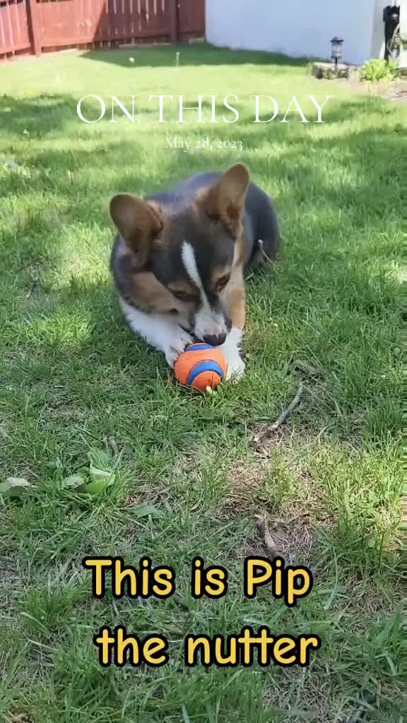 @J&R Shepherds & Corgis
