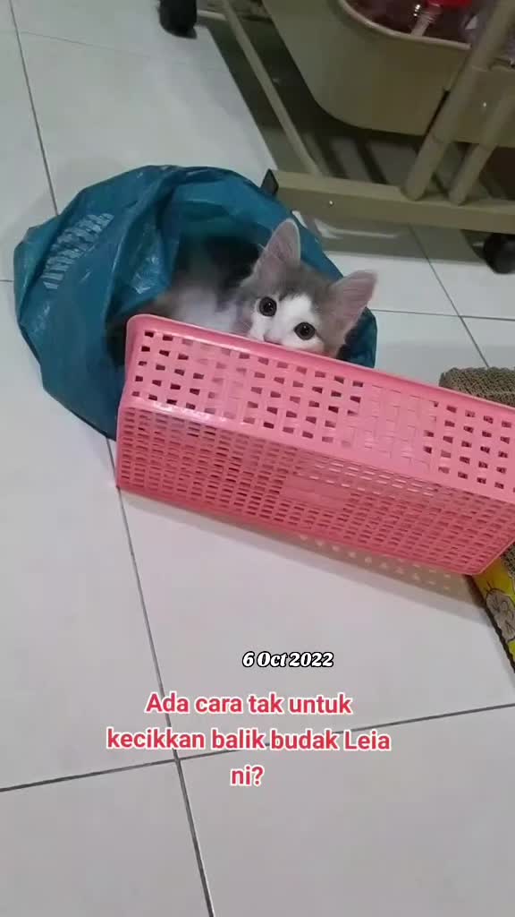 @Omma Kucing 🇲🇾🍉