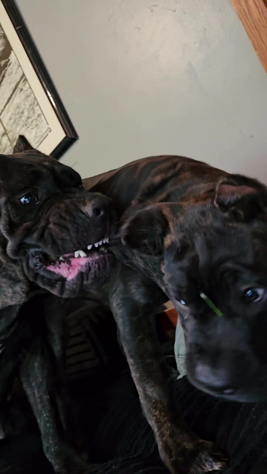 @SalmonCreekCaneCorso