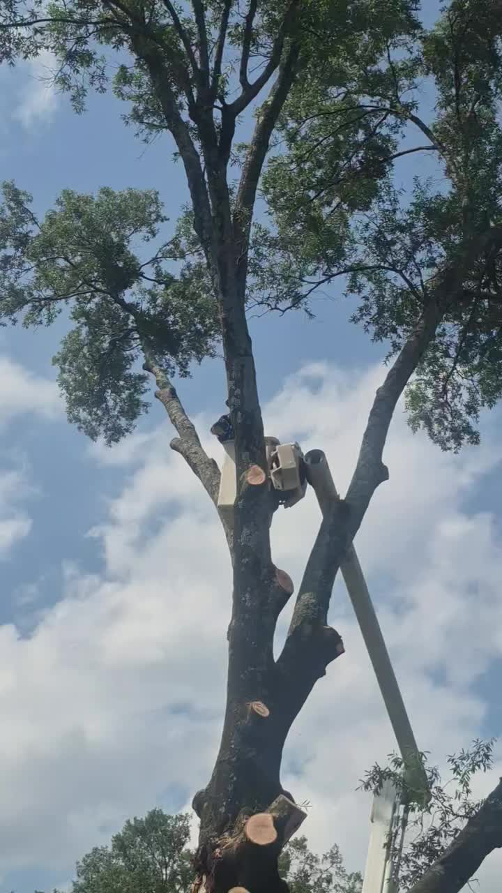 @Alex Tree Climber 👷 🇺🇸