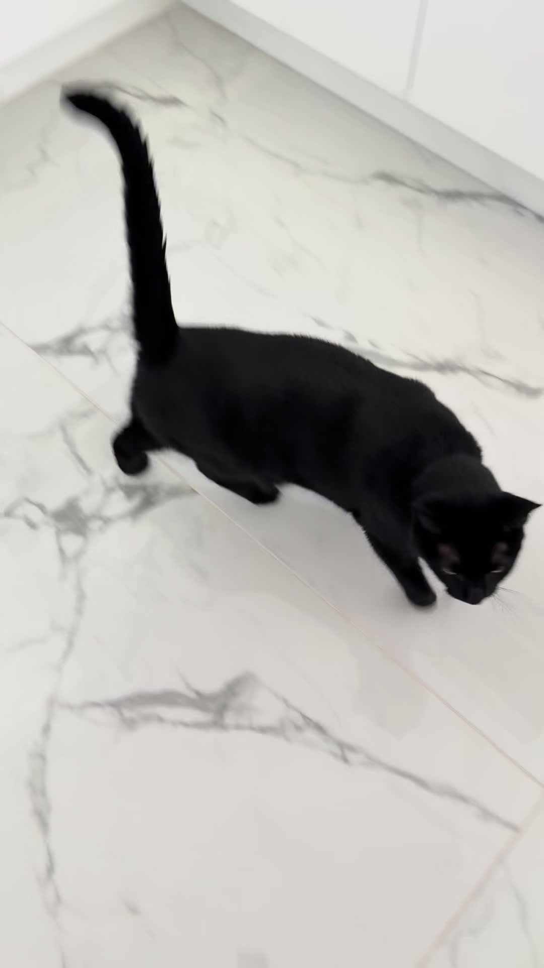 @Oscar Jeremy the cat!
