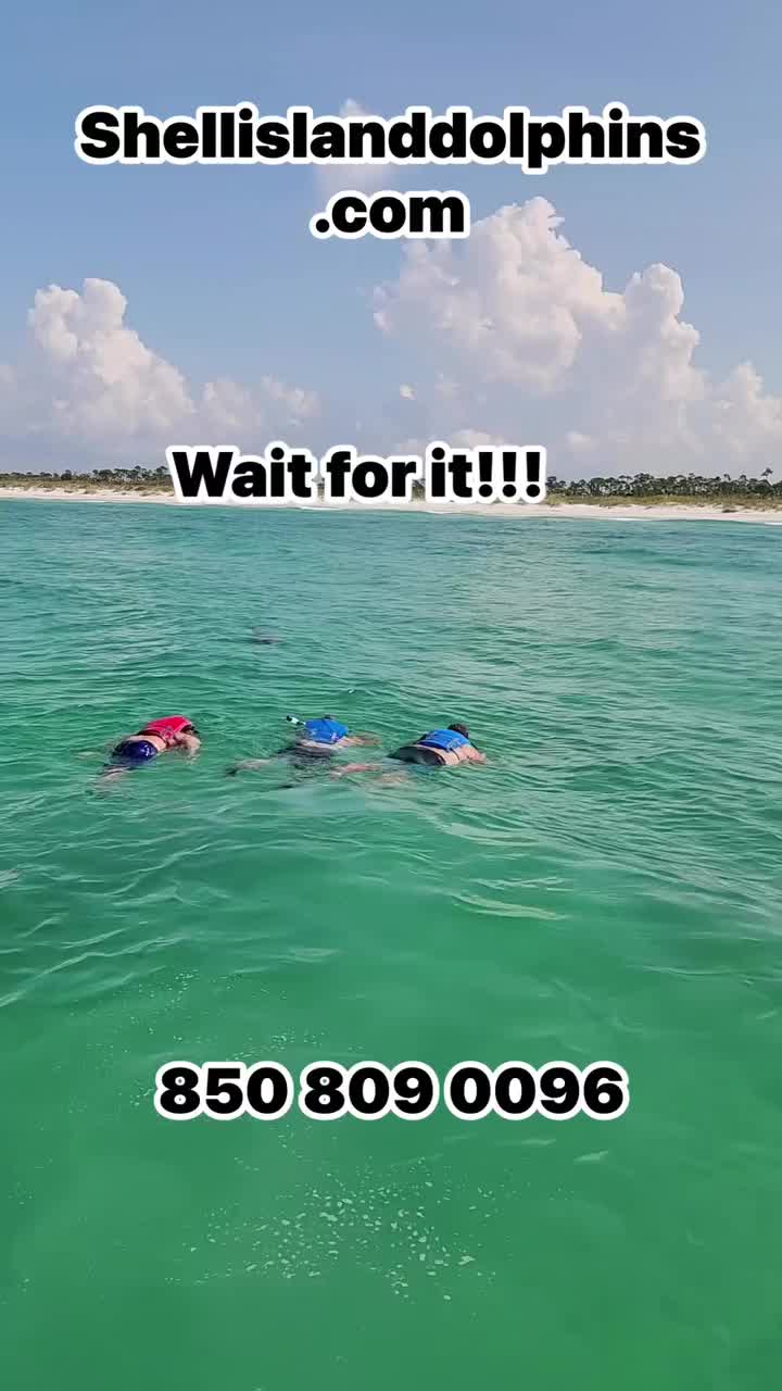 @Shell Island Dolphin Tours LLC