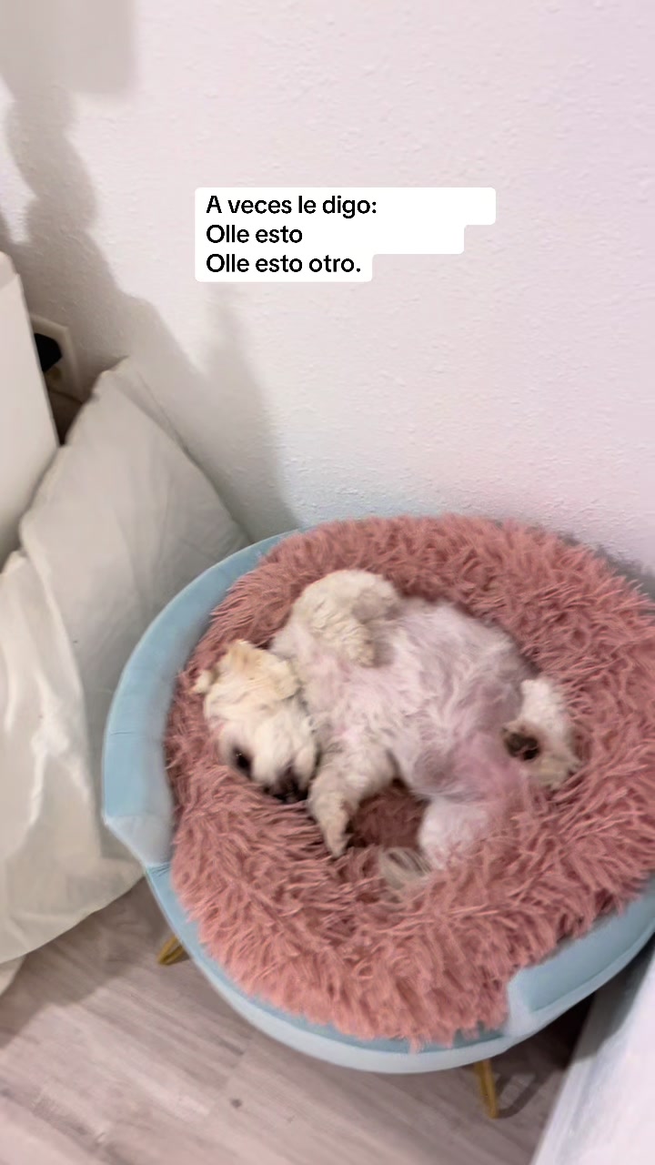@AZUL🐶🥰