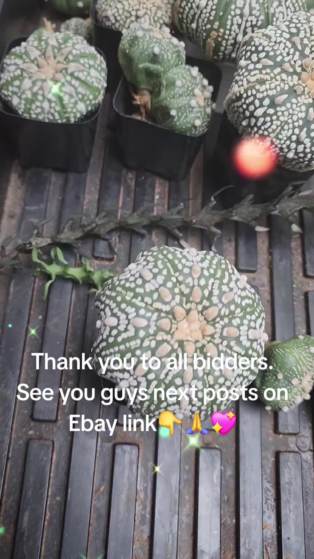 @Patcacculent