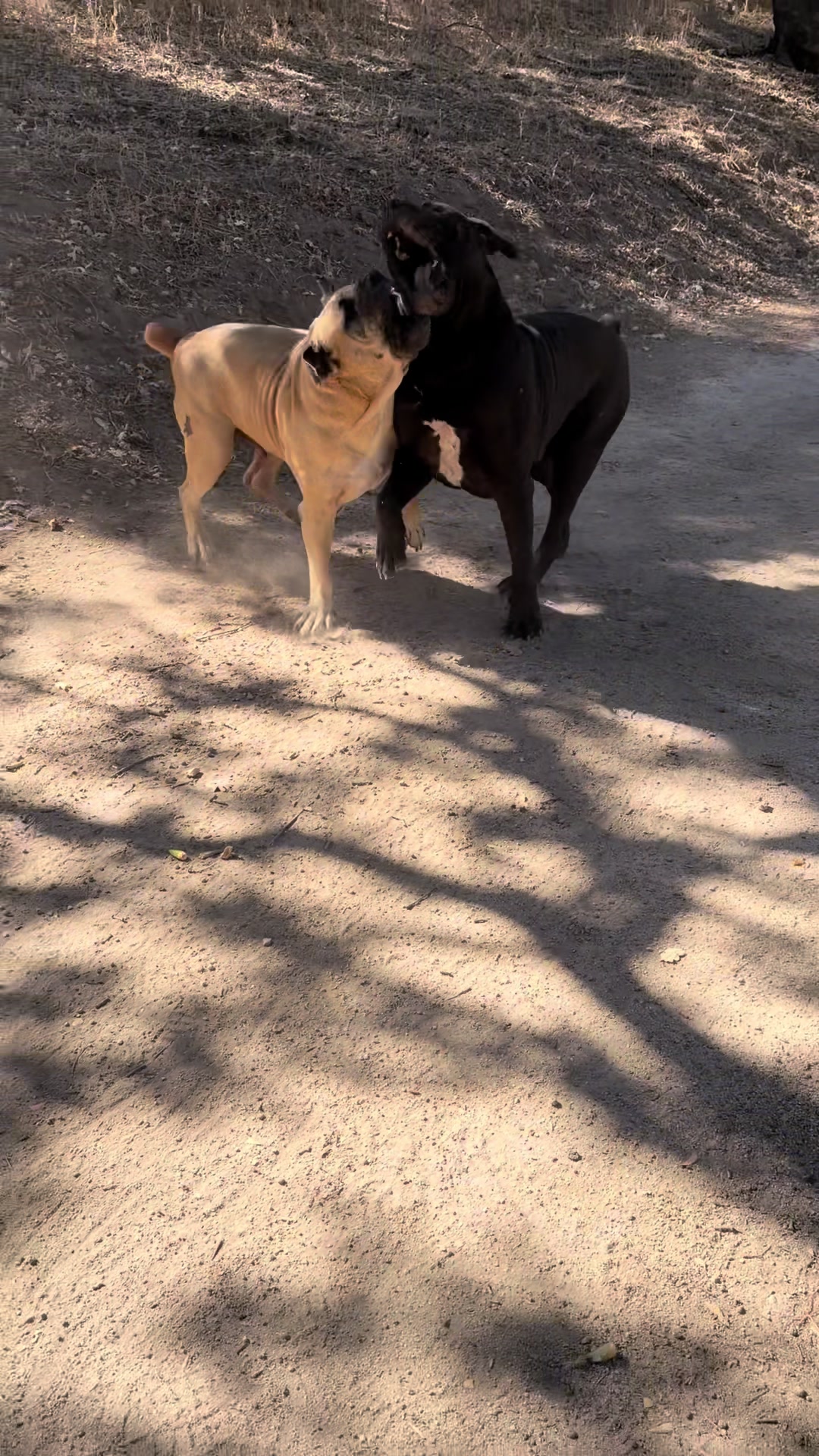 @Bigfoot Boerboels