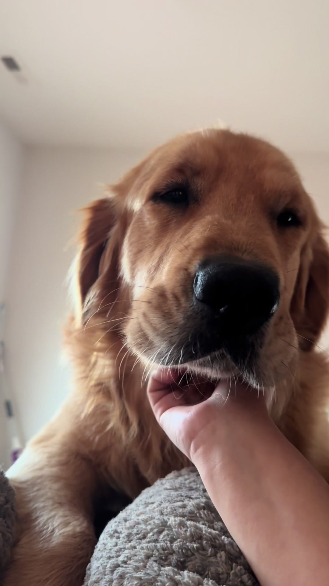 @Thebestgoldenlife