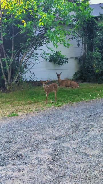 @Sharin&hearts;️🦌🌞🌛&hearts;️