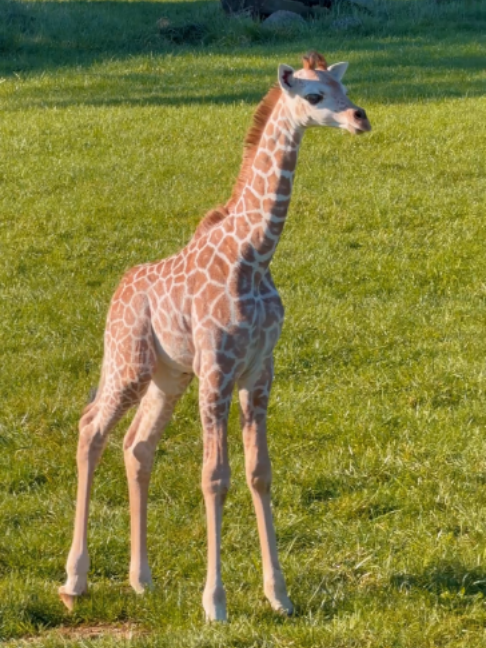 @The Toledo Zoo