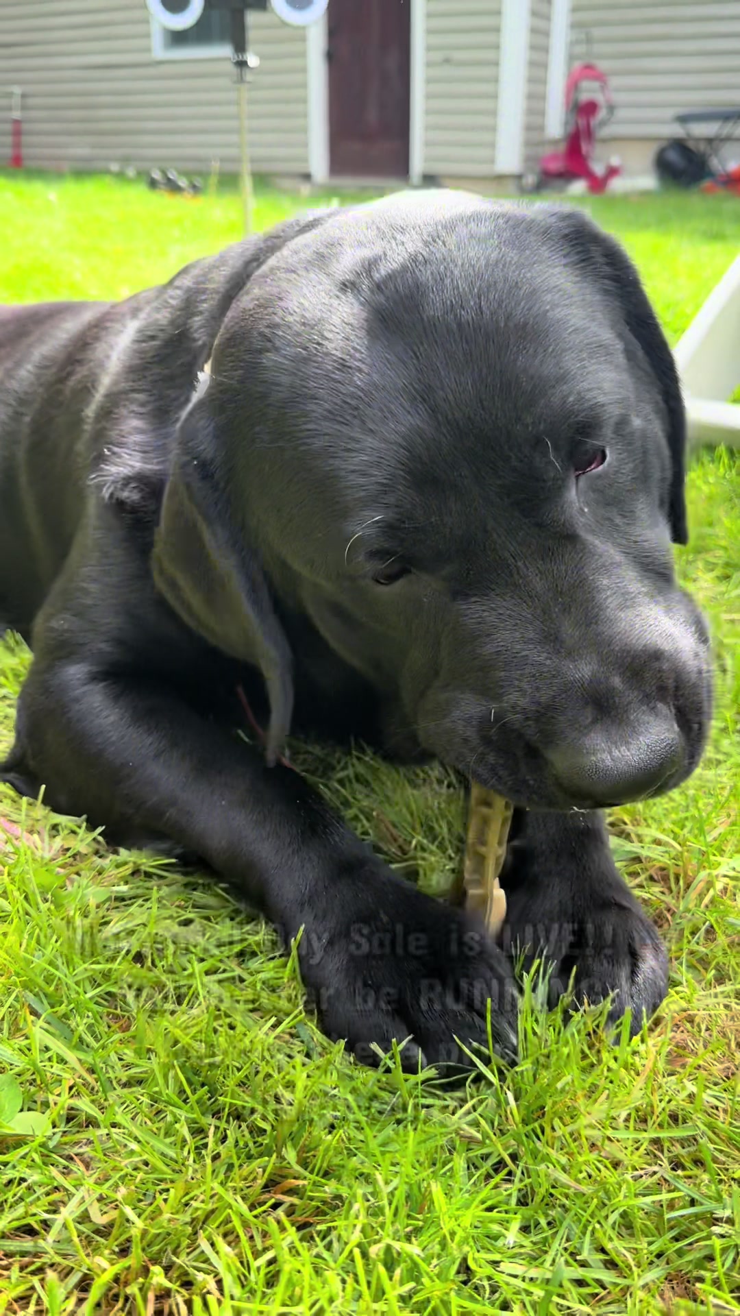 @DennisTheBlackLab