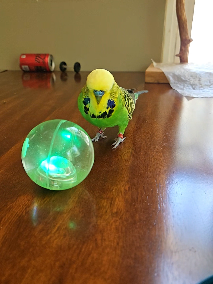 @Run Slow-Mo Charlie🦜