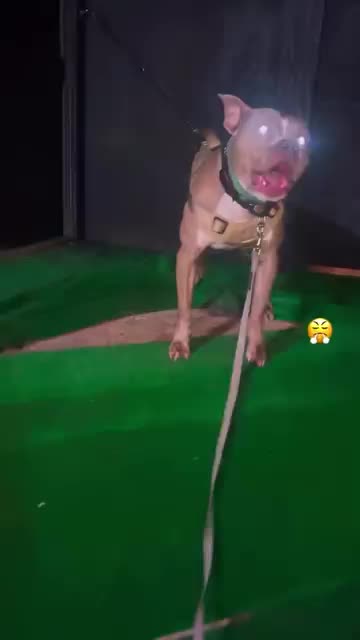 @Jay TheDog Trainer