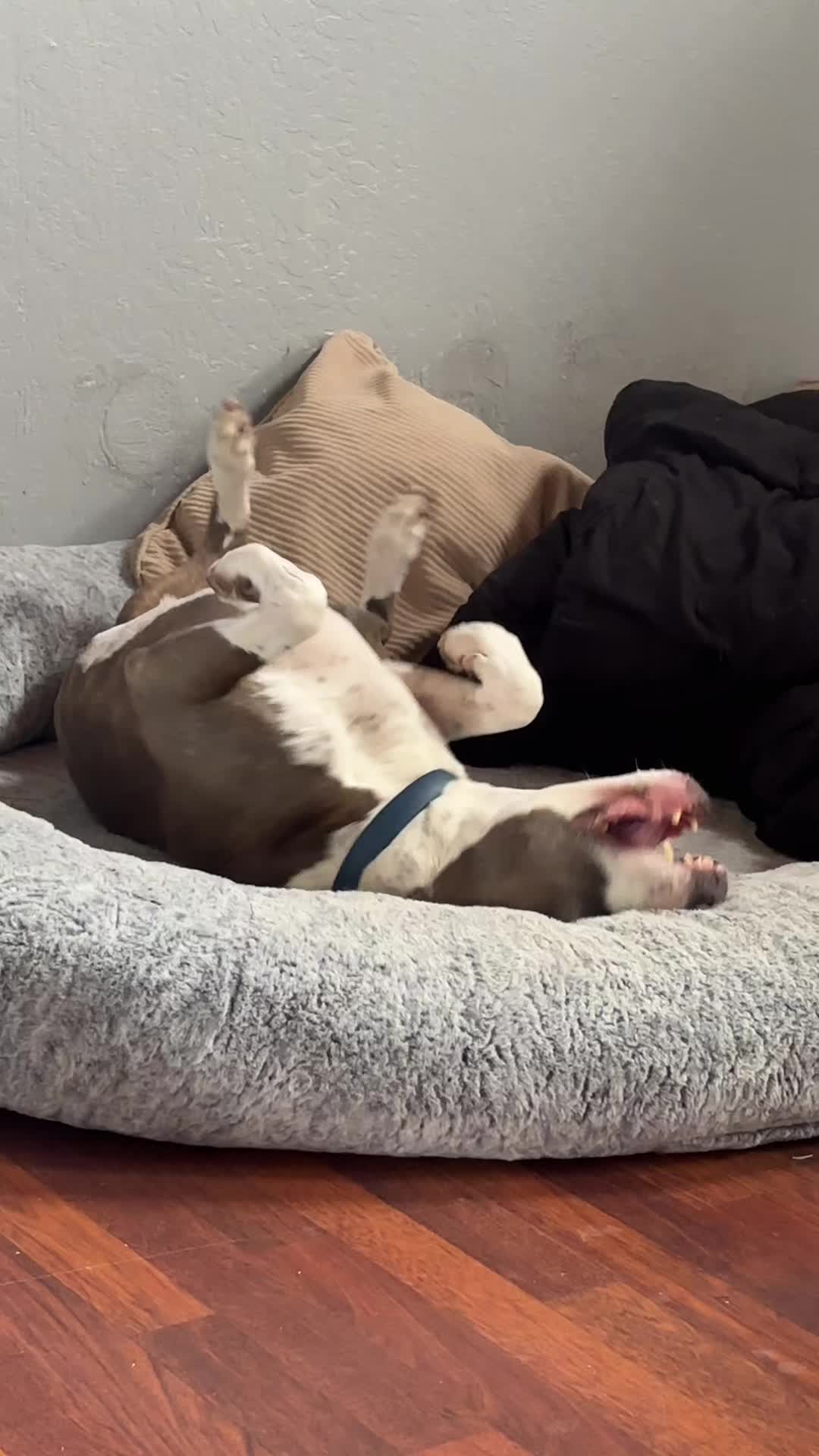 @caponethepitty