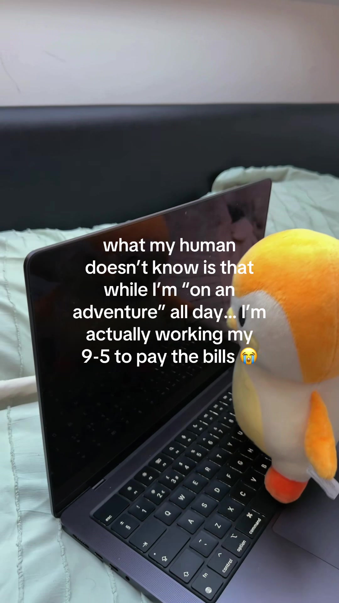 @Finchcare 🐣