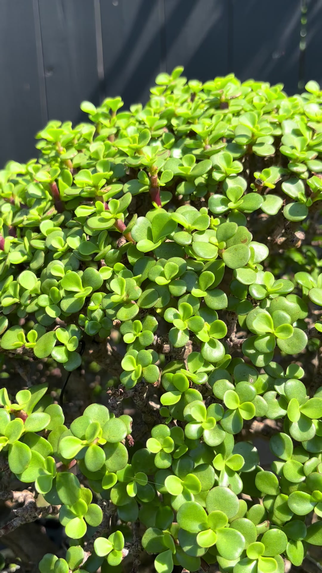 @Jerome_bonsai