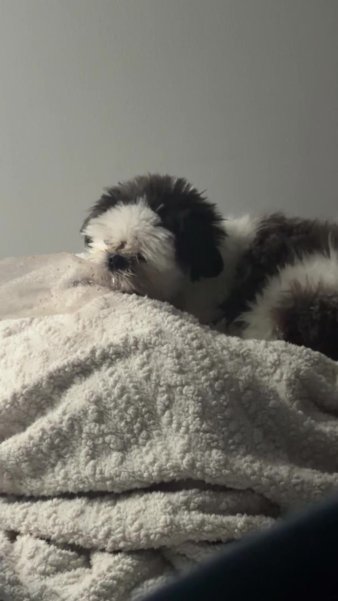 @coco.el.shihtzu