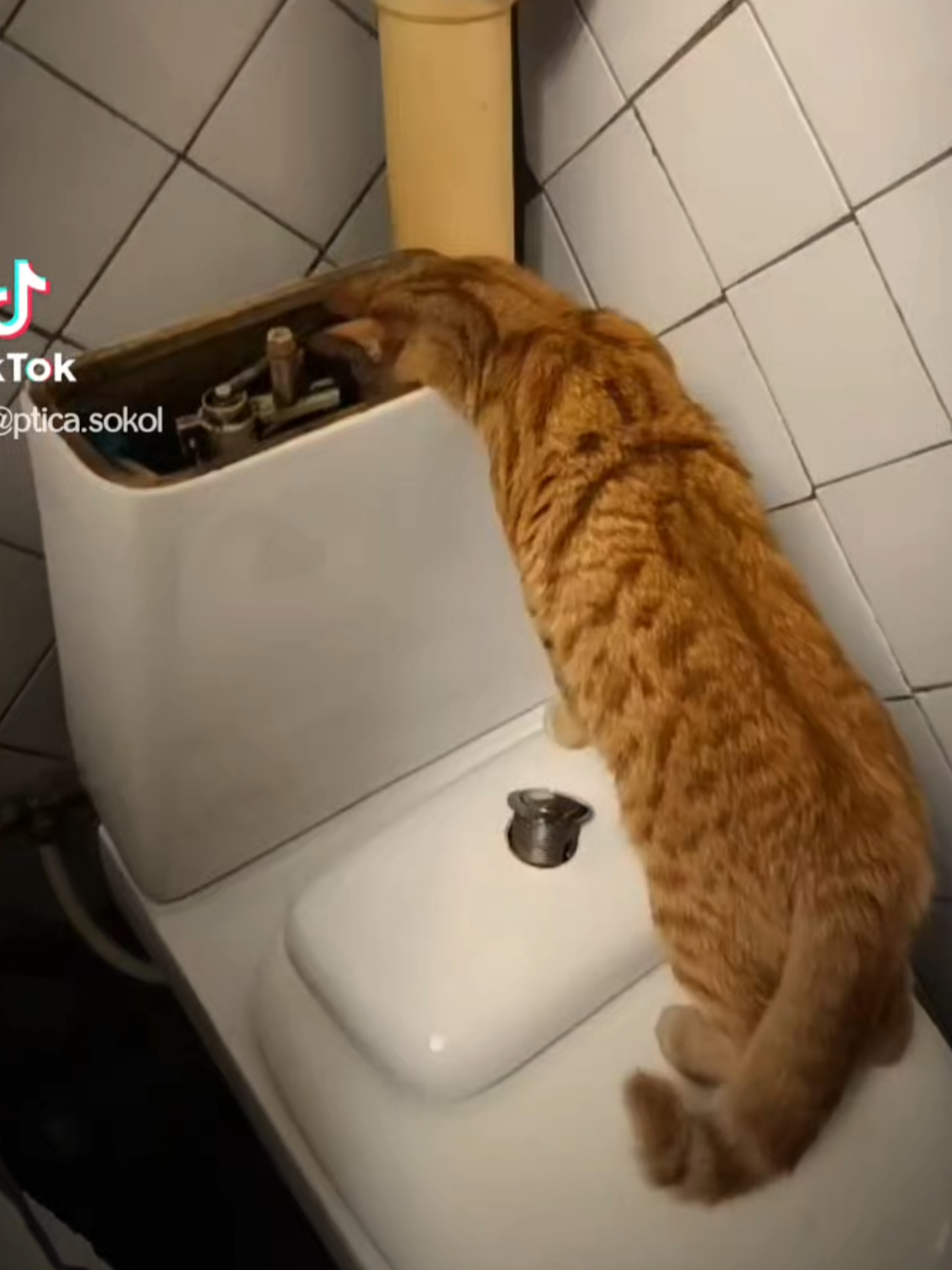 @Кот Кореш и его Птица