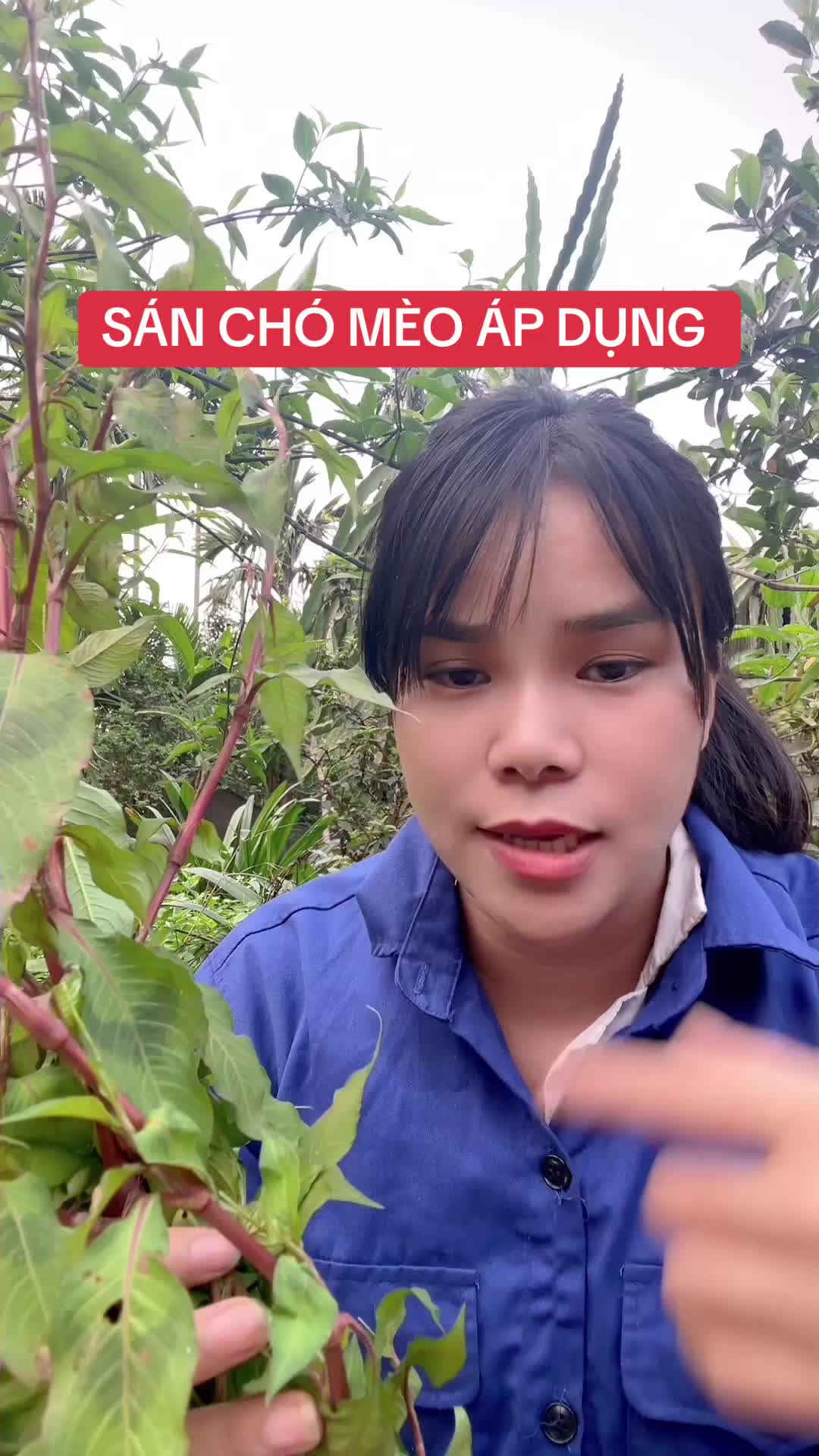 @Ngọc Chinh Miền N&uacute;i