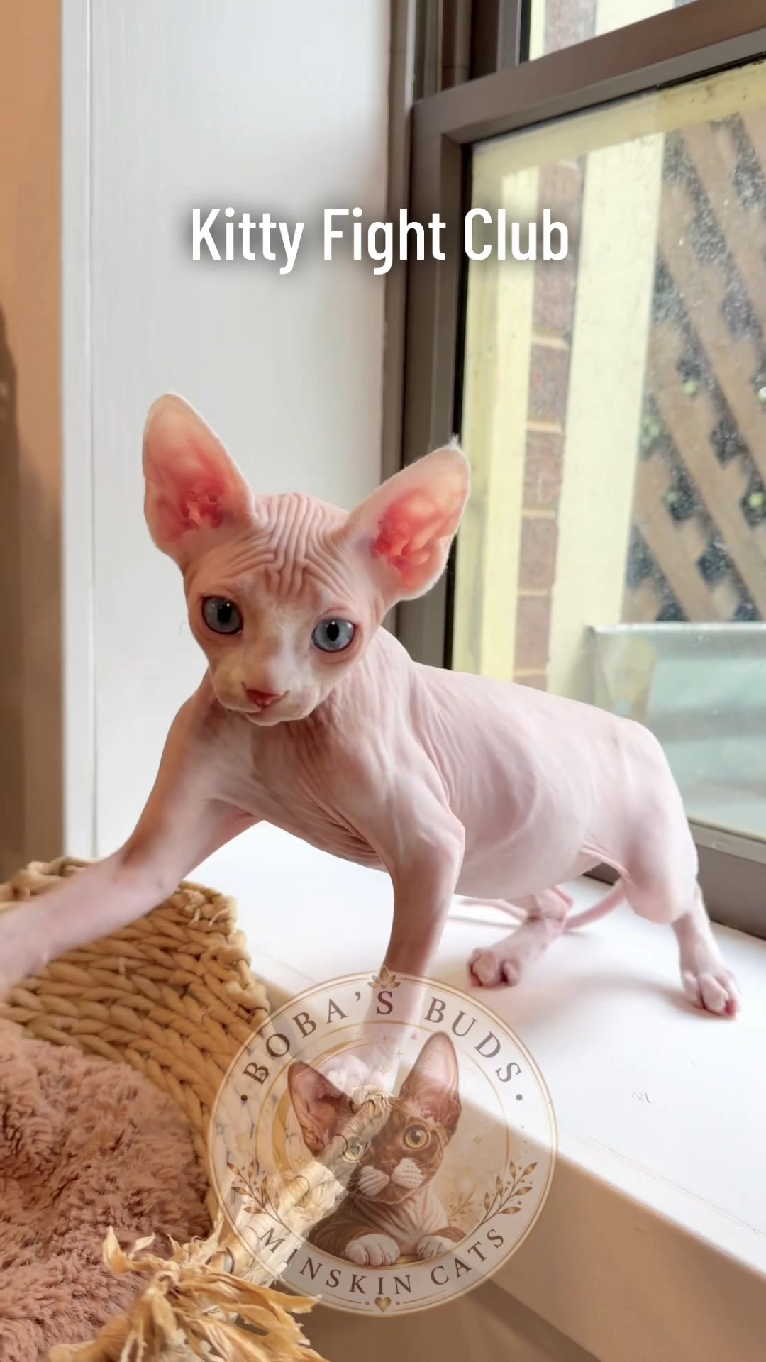 @Boba’s Buds Minskin Cats