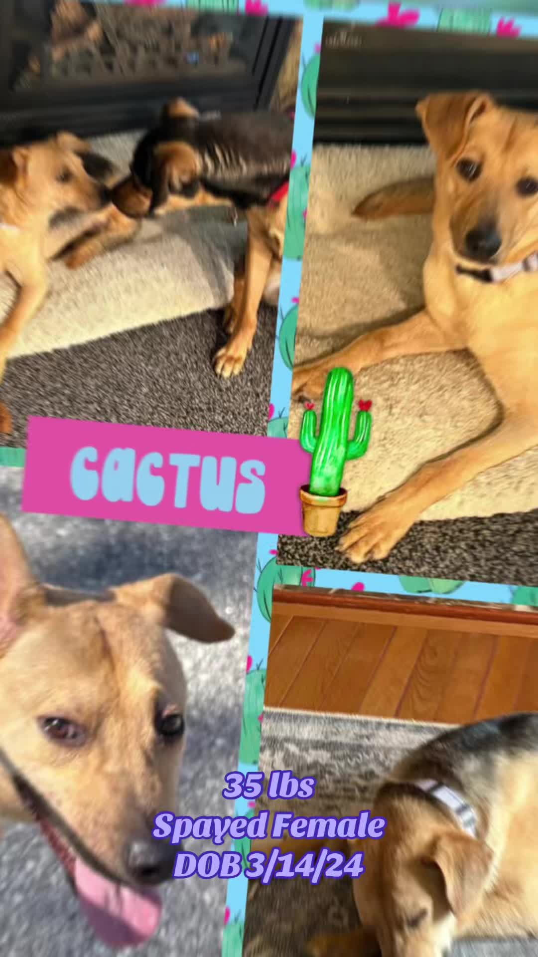 @716 PAWS
