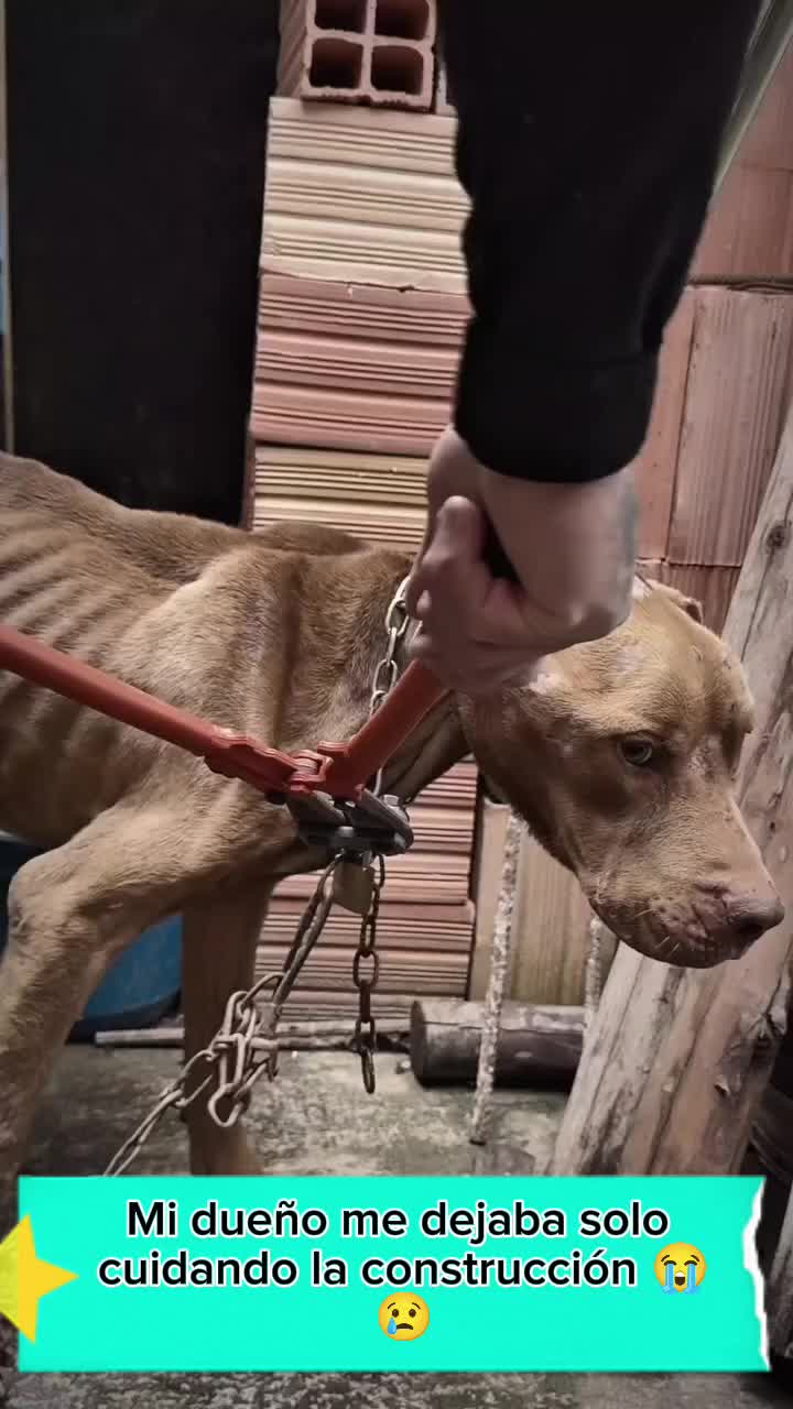 @Charlotte🐕🦺🐈🐕🦬🐐🐎🐄🐒