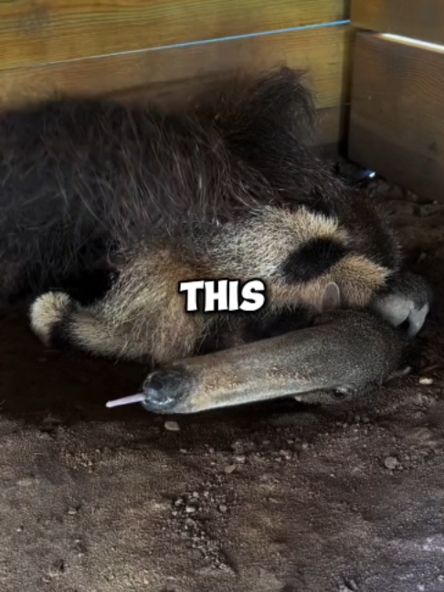 @PawblemsDaily