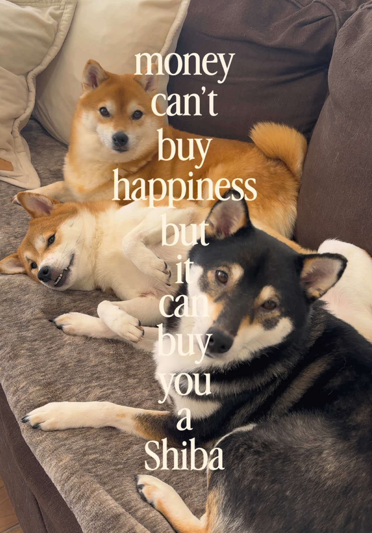 @Flock of Shibas 🐕🐕🐕