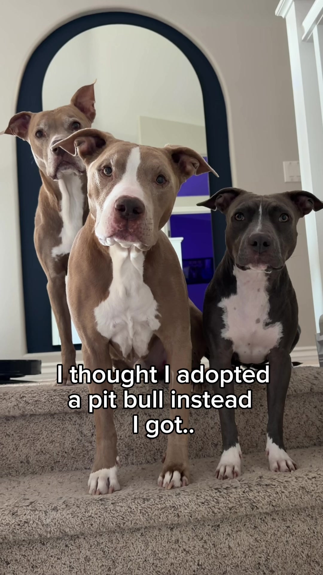 @@knight_thepit
