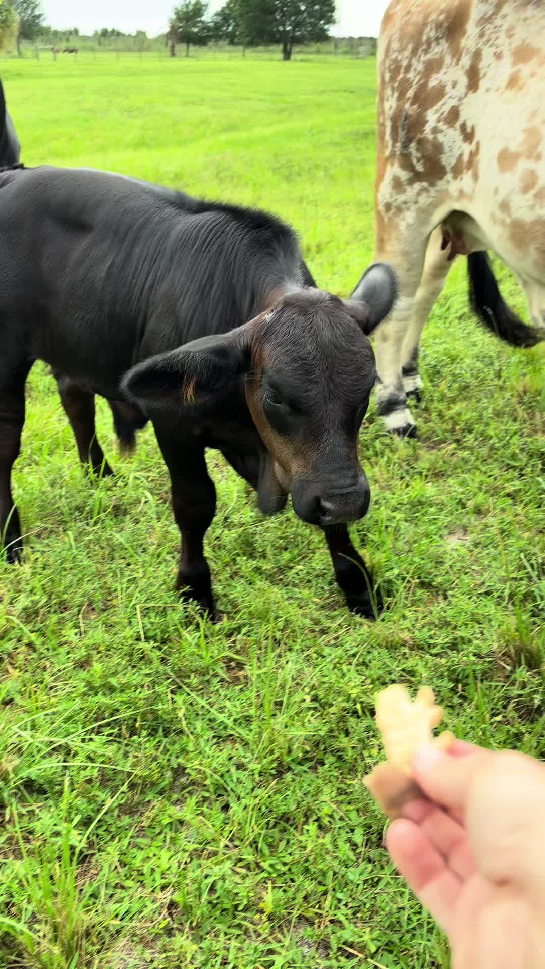 @TheFunnyFarmMom