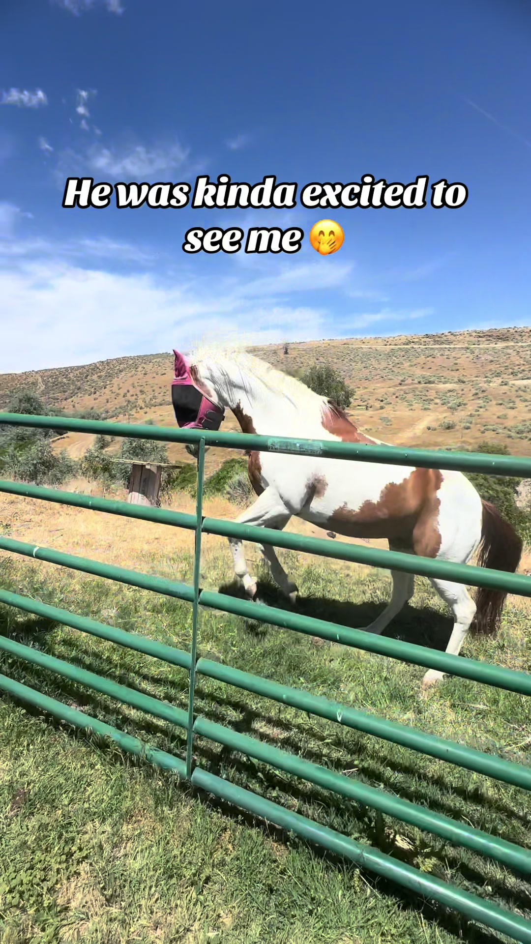 @Hot Sauce the Mini horse 🐎